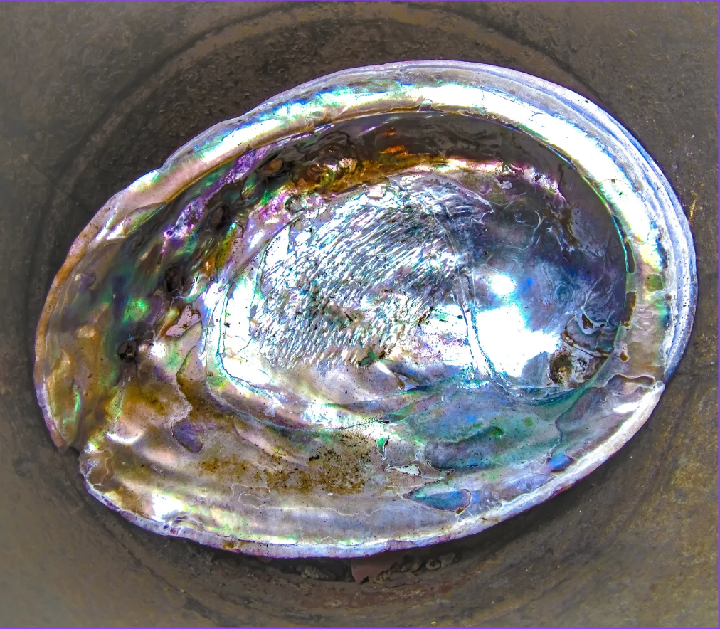 ABALONE SHELL Incense Burner small - Image 5